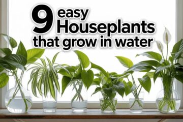 Top 9 Plants to Grow in Water Easy & Beautiful!