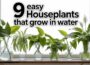 Top 9 Plants to Grow in Water Easy & Beautiful!