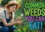 13 Common Weeds That Are Actually Expensive Superfoods (Growing in Your Yard Right Now! )