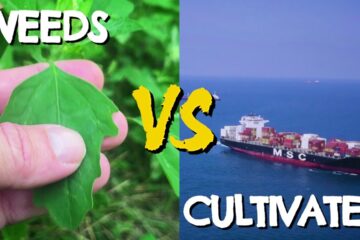 7 Reasons Why Wild Food Has WAY More Nutrients Than Store Bought Produce